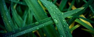 Preview wallpaper grass, dew, drops, macro, wet