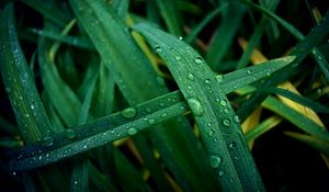 Preview wallpaper grass, dew, drops, macro, wet