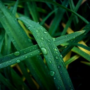 Preview wallpaper grass, dew, drops, macro, wet