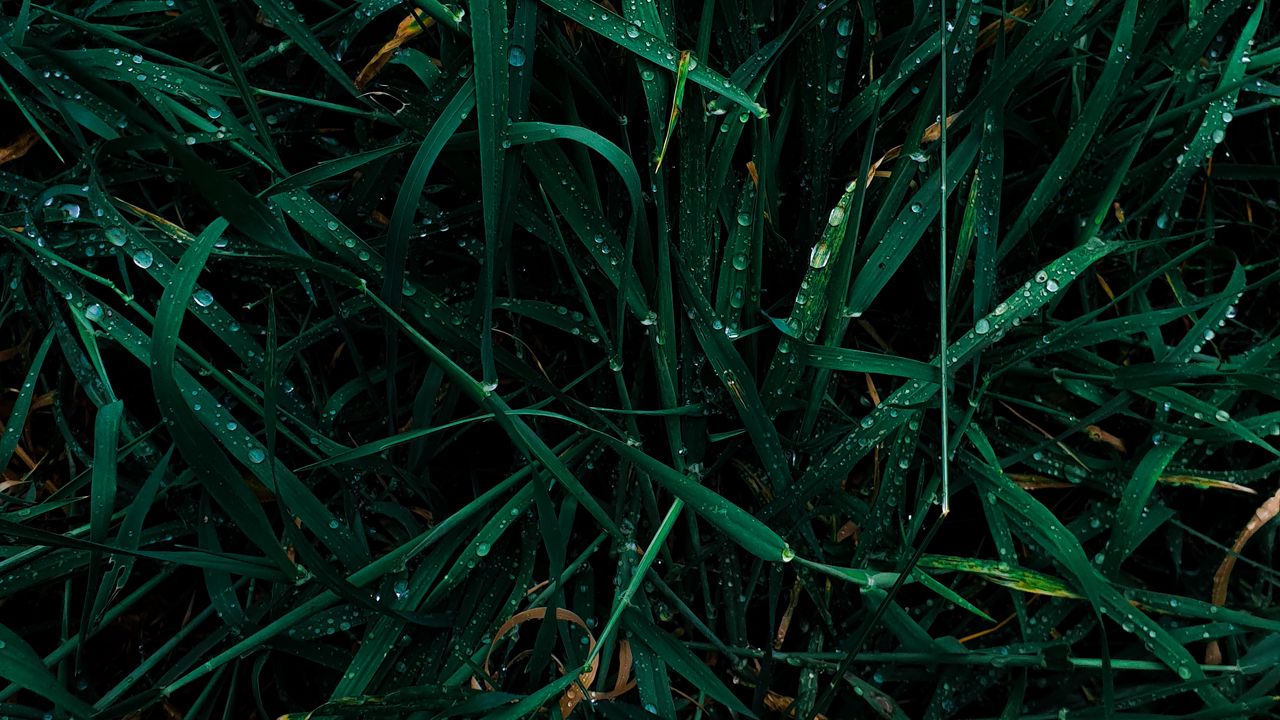 Wallpaper grass, dew, drops, wet, green, macro