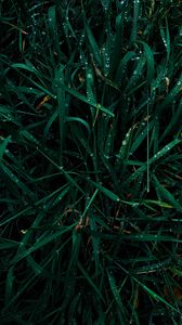 Preview wallpaper grass, dew, drops, wet, green, macro