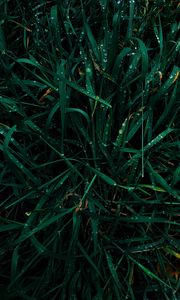 Preview wallpaper grass, dew, drops, wet, green, macro