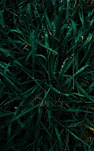 Preview wallpaper grass, dew, drops, wet, green, macro