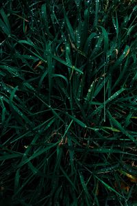 Preview wallpaper grass, dew, drops, wet, green, macro