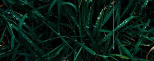 Preview wallpaper grass, dew, drops, wet, green, macro
