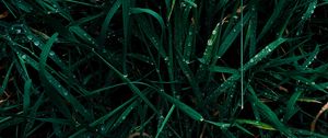 Preview wallpaper grass, dew, drops, wet, green, macro