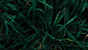 Preview wallpaper grass, dew, drops, wet, green, macro