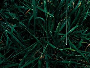 Preview wallpaper grass, dew, drops, wet, green, macro