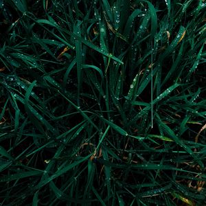 Preview wallpaper grass, dew, drops, wet, green, macro