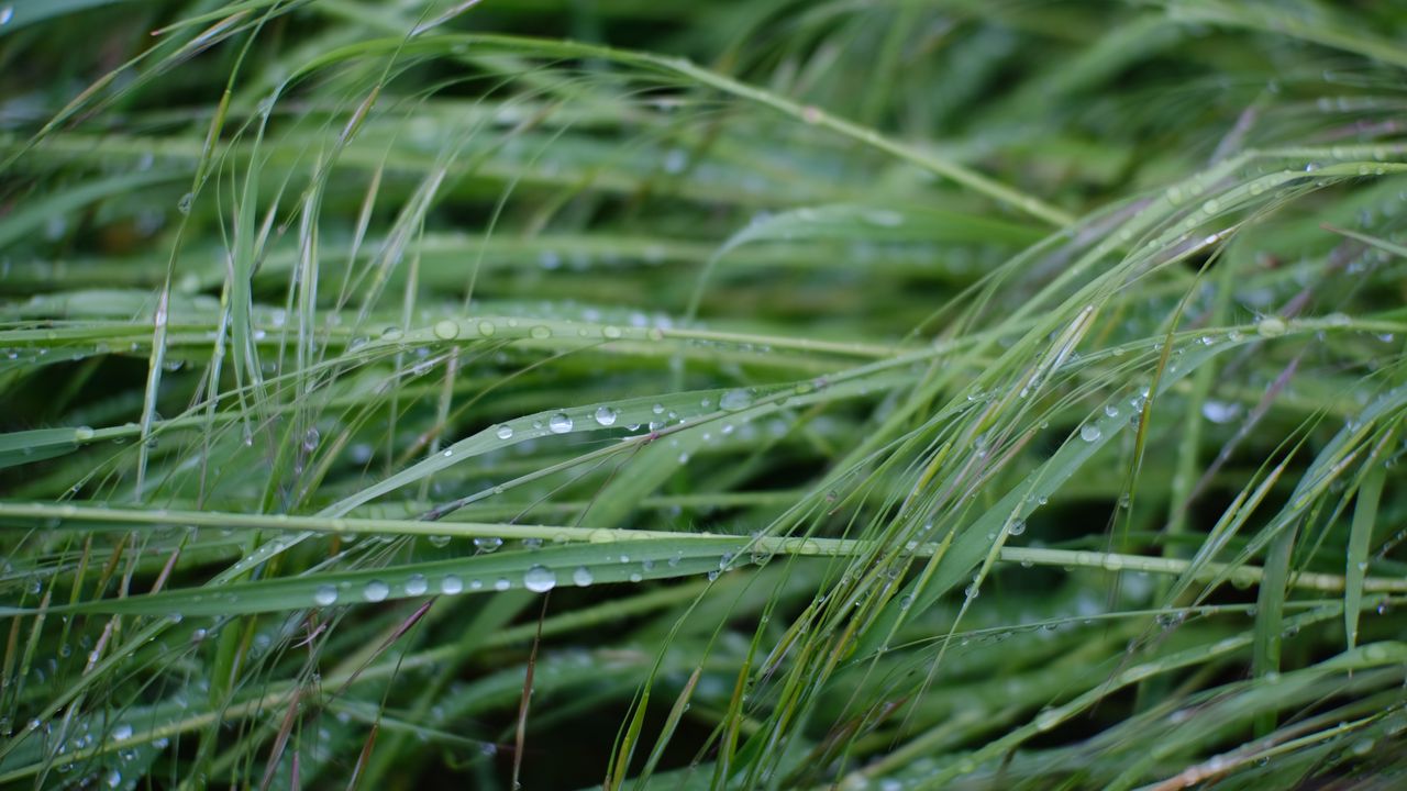 Wallpaper grass, dew, drops, wet, green, macro, plants