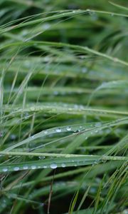 Preview wallpaper grass, dew, drops, wet, green, macro, plants