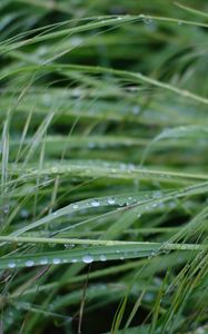 Preview wallpaper grass, dew, drops, wet, green, macro, plants