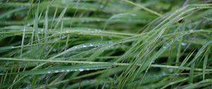 Preview wallpaper grass, dew, drops, wet, green, macro, plants