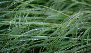 Preview wallpaper grass, dew, drops, wet, green, macro, plants