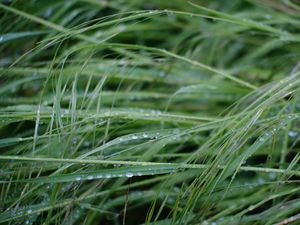 Preview wallpaper grass, dew, drops, wet, green, macro, plants