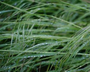 Preview wallpaper grass, dew, drops, wet, green, macro, plants