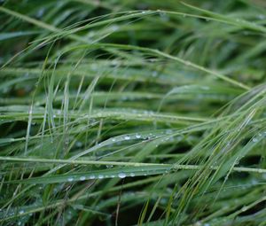 Preview wallpaper grass, dew, drops, wet, green, macro, plants