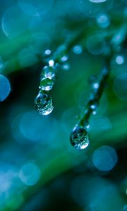 Preview wallpaper grass, dew, drops, macro, green