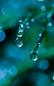 Preview wallpaper grass, dew, drops, macro, green