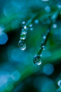 Preview wallpaper grass, dew, drops, macro, green