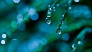 Preview wallpaper grass, dew, drops, macro, green