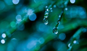 Preview wallpaper grass, dew, drops, macro, green