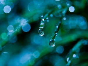 Preview wallpaper grass, dew, drops, macro, green