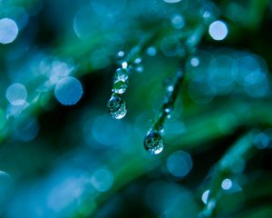 Preview wallpaper grass, dew, drops, macro, green