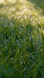 Preview wallpaper grass, dew, drops, wet, macro, green