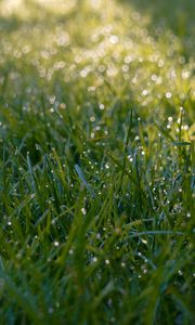 Preview wallpaper grass, dew, drops, wet, macro, green