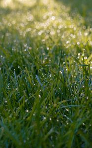Preview wallpaper grass, dew, drops, wet, macro, green