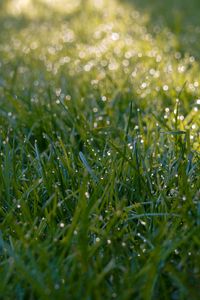 Preview wallpaper grass, dew, drops, wet, macro, green