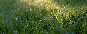 Preview wallpaper grass, dew, drops, wet, macro, green