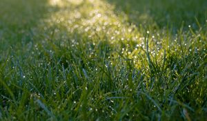 Preview wallpaper grass, dew, drops, wet, macro, green