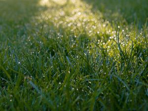 Preview wallpaper grass, dew, drops, wet, macro, green