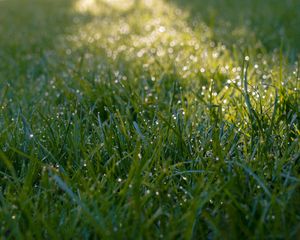 Preview wallpaper grass, dew, drops, wet, macro, green