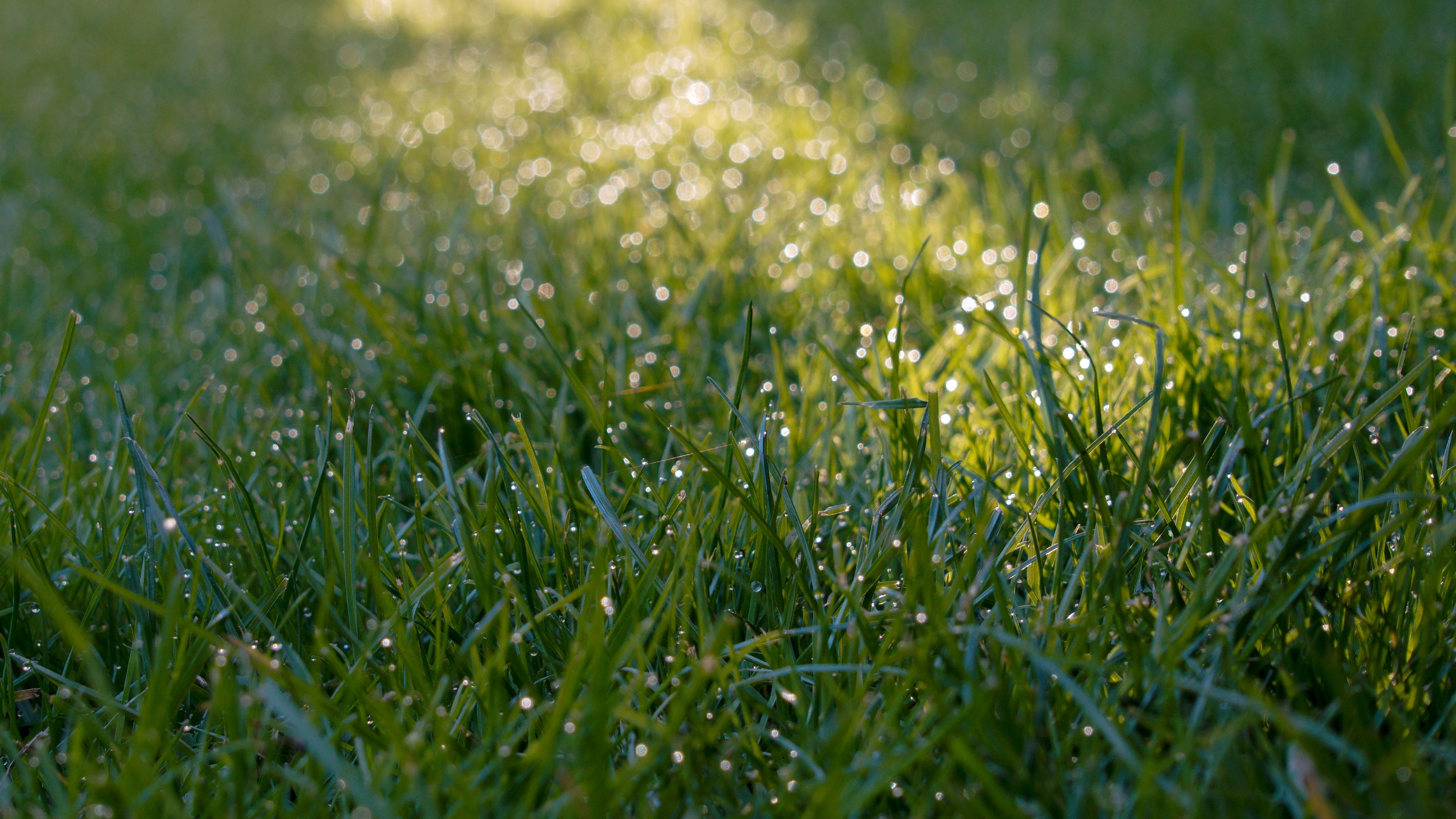 Download wallpaper 3840x2160 grass, dew, drops, wet, macro, green 4k