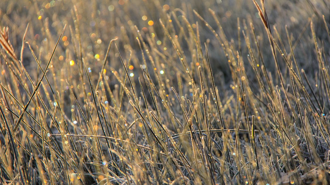 Wallpaper grass, dew, drops, glare, macro