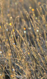 Preview wallpaper grass, dew, drops, glare, macro