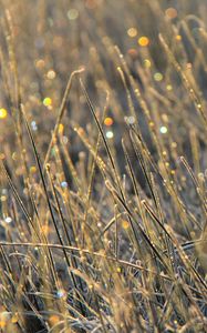 Preview wallpaper grass, dew, drops, glare, macro