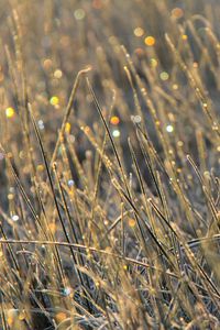 Preview wallpaper grass, dew, drops, glare, macro