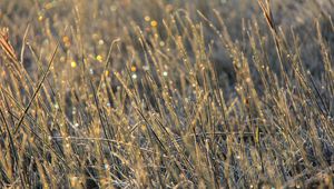 Preview wallpaper grass, dew, drops, glare, macro