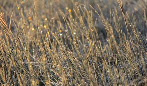 Preview wallpaper grass, dew, drops, glare, macro