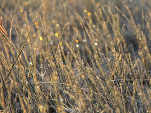 Preview wallpaper grass, dew, drops, glare, macro