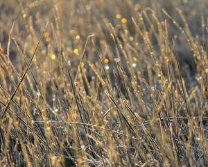 Preview wallpaper grass, dew, drops, glare, macro