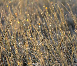 Preview wallpaper grass, dew, drops, glare, macro