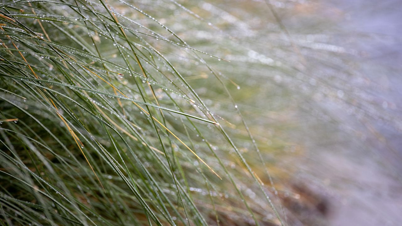 Wallpaper grass, dew, drops, water, macro