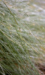 Preview wallpaper grass, dew, drops, water, macro