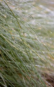 Preview wallpaper grass, dew, drops, water, macro