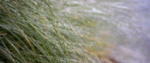Preview wallpaper grass, dew, drops, water, macro